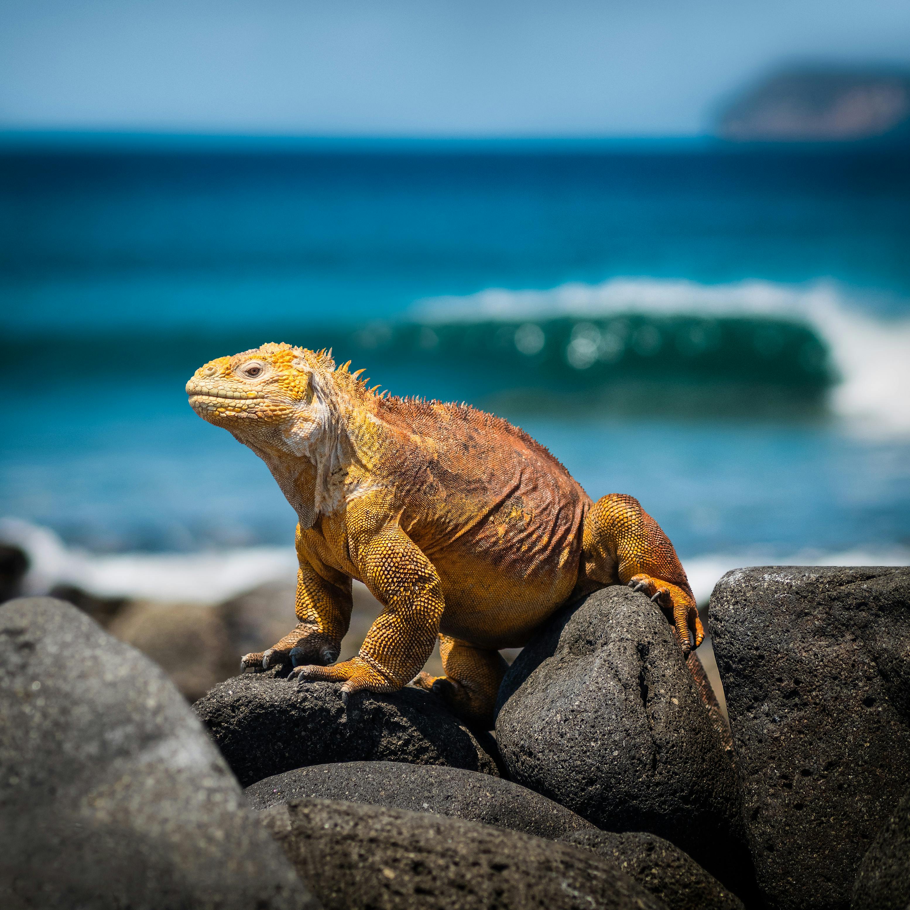 Imagen Galapagos